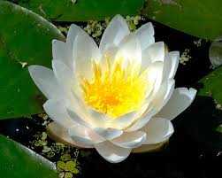 A white lotus