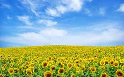 Sunflower landscape