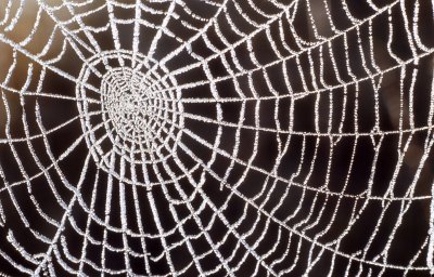 web